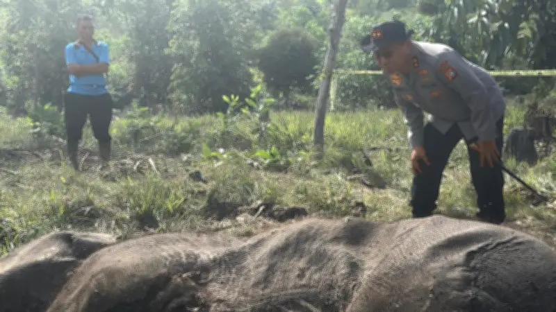 Pemilik Lahan Tersangka Kasus Kematian Anak Gajah di Taman Nasional Tesso Nilo