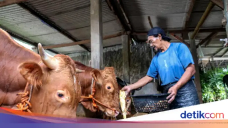 Pemprov DKI Bangun Kandang Sapi Baru di Ciangir, Kapasitas 1.000 Ekor