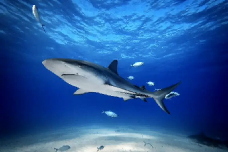 Peneliti Temukan Jejak Kafein dan Kokain dalam Tubuh Hiu di Bahama