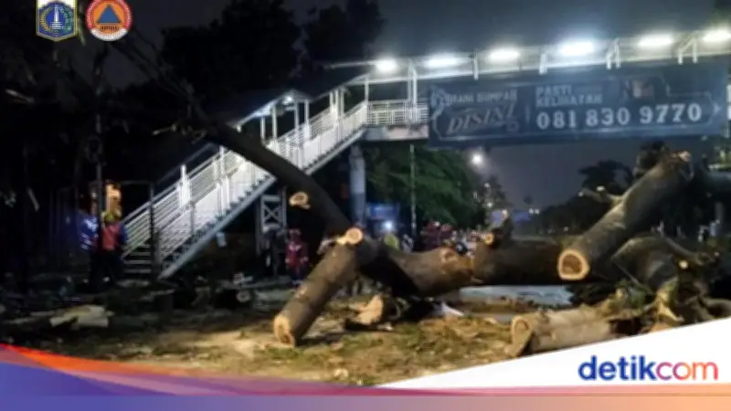 Pohon Raksasa Tumbang di Lenteng Agung Jaksel, Pengendara Motor Tewas Tertimpa