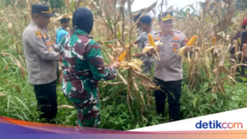 Polisi Bogor Panen 10 Ton Jagung di Sukamantri, Targetkan 500 Ton untuk Bulog