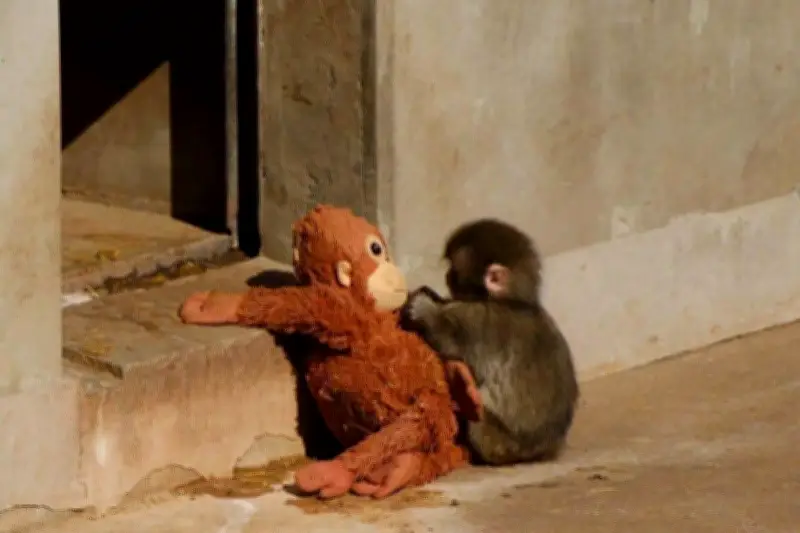 Punch Bayi Kera Yatim Piatu Mulai Lepas dari Boneka Orangutan Penghiburnya