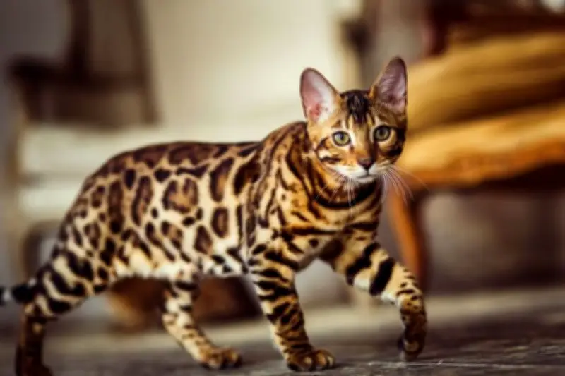Ras Kucing Paling Populer Tahun 2026: Dari Persia hingga Bengal
