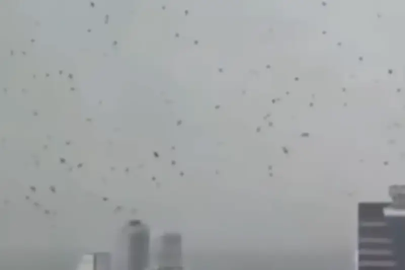 Ribuan Gagak Gelapkan Langit Tel Aviv, Warganet Israel Kaitkan dengan Pertanda Buruk