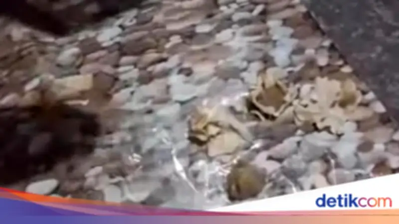 Siomay MBG di Nganjuk Viral Keras Seperti Batu, SPPG Sudah Minta Maaf