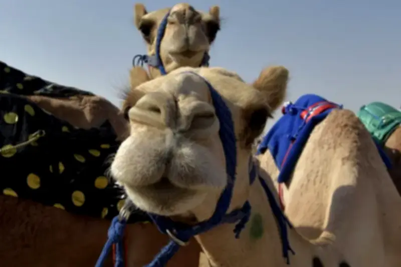 Skandal Kecantikan Buatan Guncang Festival Kontes Unta Oman 2026