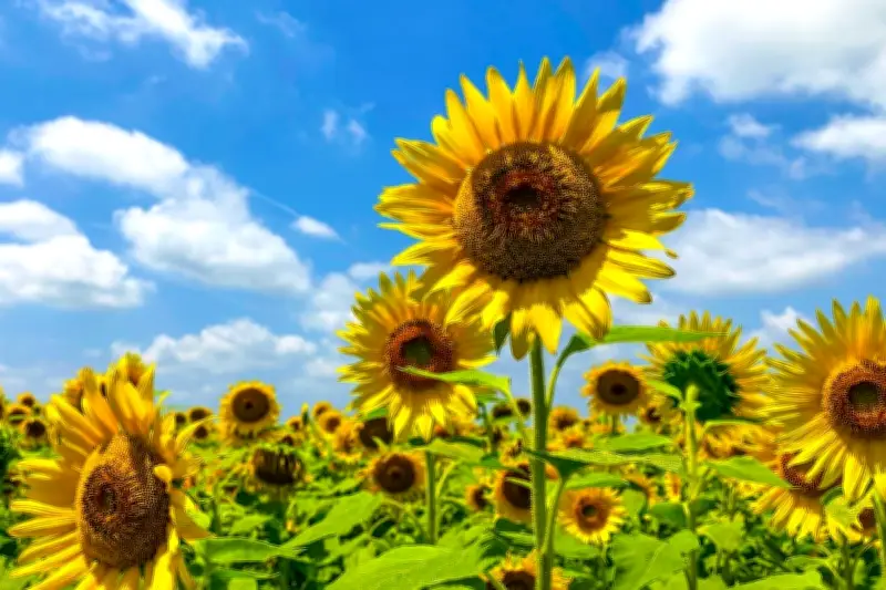 Strategi Menanam Bunga di Kebun Sayur untuk Cegah Hama dan Tingkatkan Panen