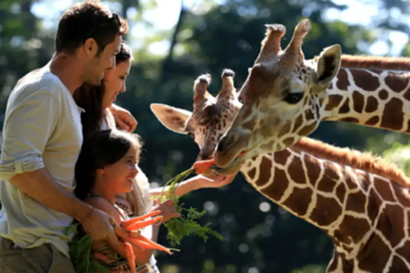 Taman Safari Bogor Ubah Jam Operasional dan Harga Tiket untuk Libur Lebaran 2026