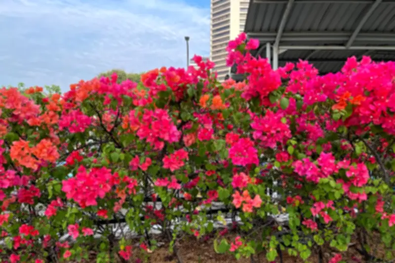 Tanaman Merambat: Solusi Cerdas Memaksimalkan Ruang Terbatas di Taman dan Balkon