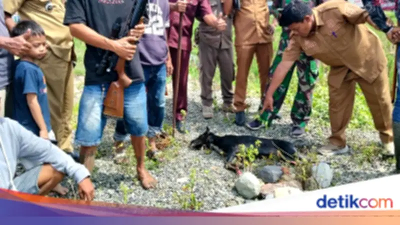 Tiga Anjing Liar Serang Balita di Polewali Mandar, Satu Ditembak Mati Warga