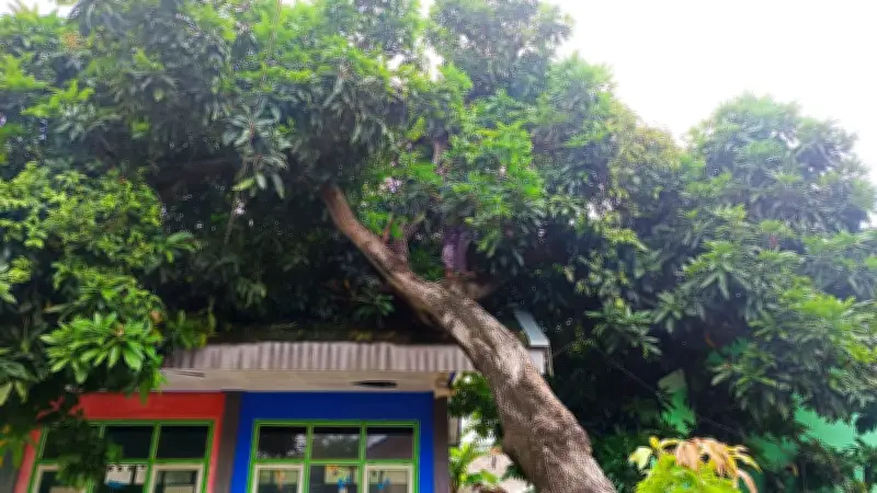 Tiga Pohon Trembesi Tumbang di Pakubuwono Jaksel, Timpa Halte dan Pengendara Motor