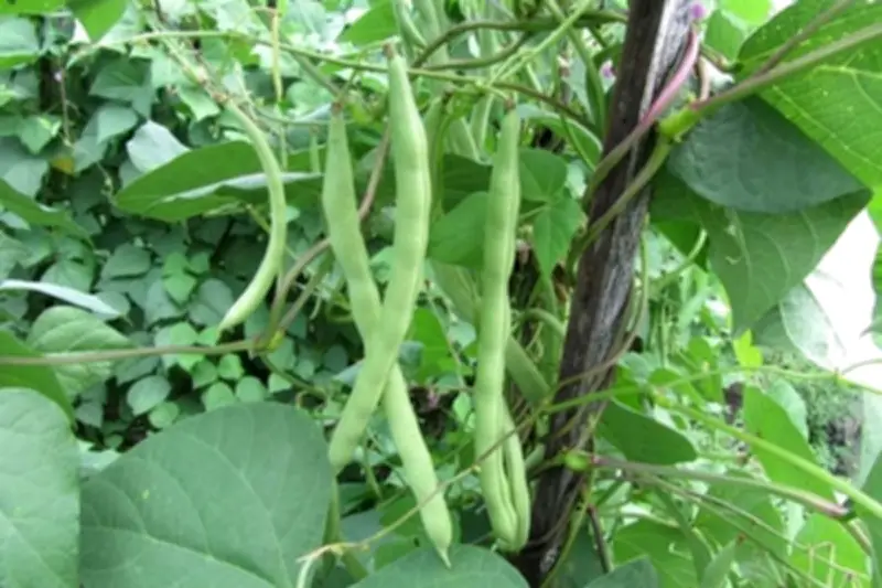 Tips Memilih Sayuran yang Cocok Ditanam di Bedengan Kebun untuk Panen Melimpah