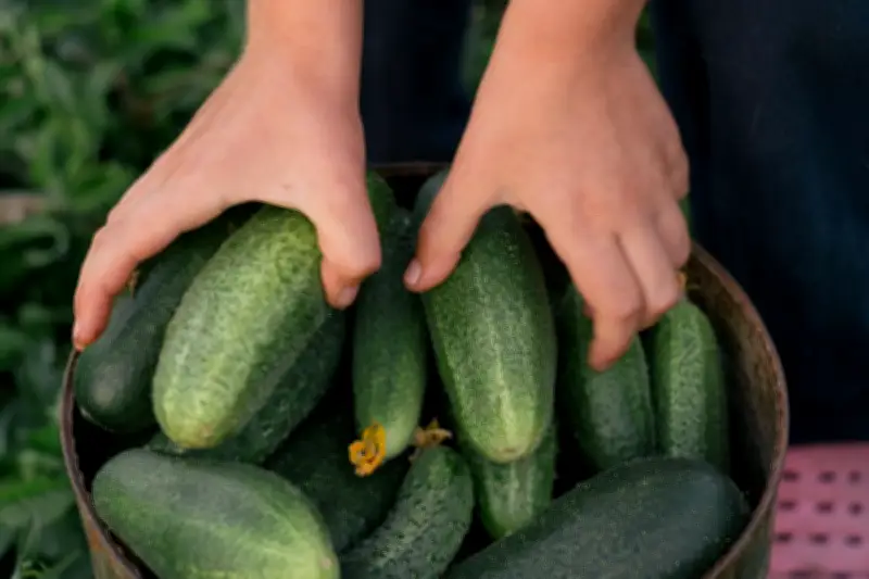 Tips Menyimpan Mentimun agar Tetap Segar dan Renyah Lebih Lama