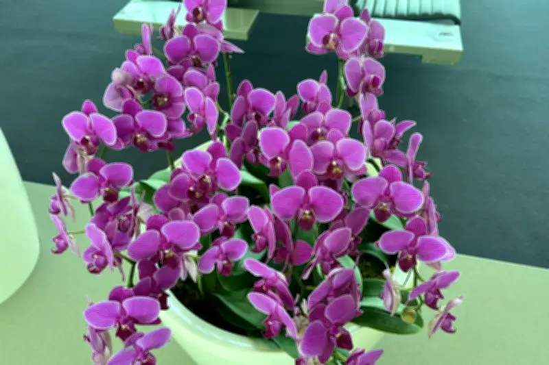 Tips Merawat Anggrek Agar Rajin Berbunga Kembali dengan Indah