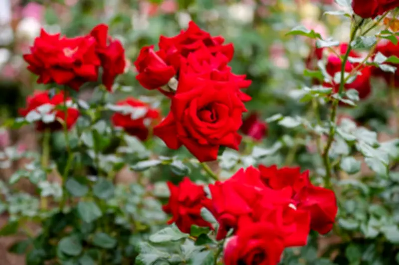 Tips Merawat Bunga dalam Pot agar Tetap Subur dan Mekar Indah