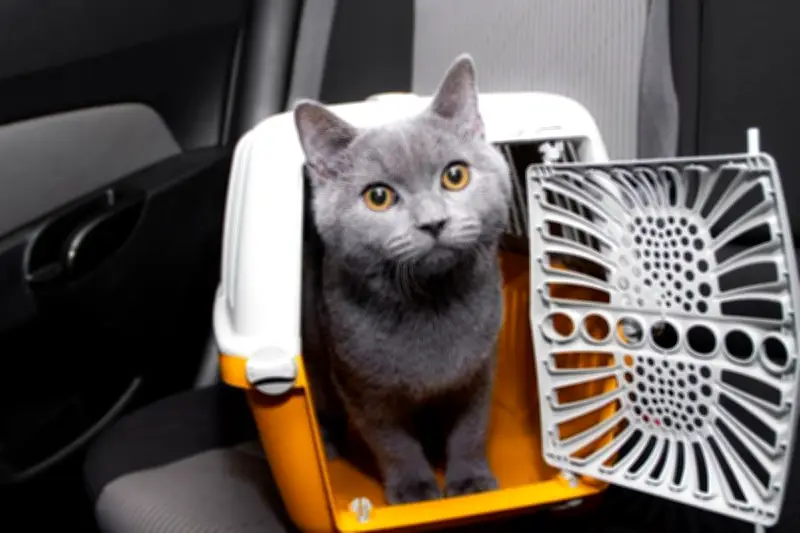 Tips Mudik Aman dengan Hewan Peliharaan: Persiapan Kesehatan hingga Kenyamanan