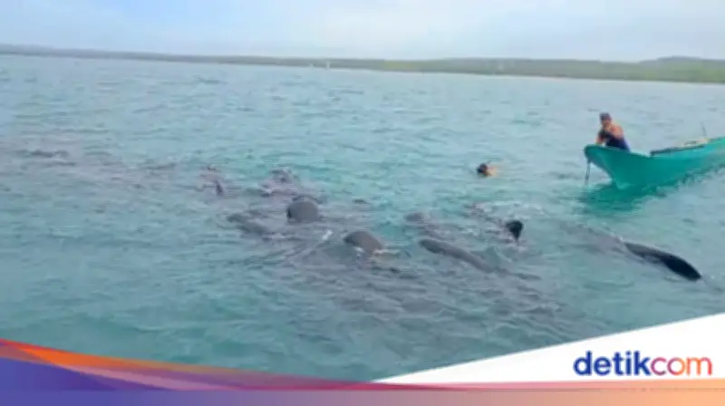 Tragedi di Perairan NTT: 11 Paus Pilot Mati Terjebak Jaring Nelayan