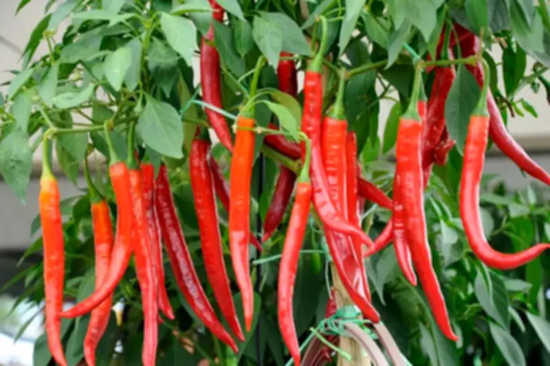 Waktu Terbaik Menanam Cabai di Dalam Ruangan untuk Hasil Melimpah