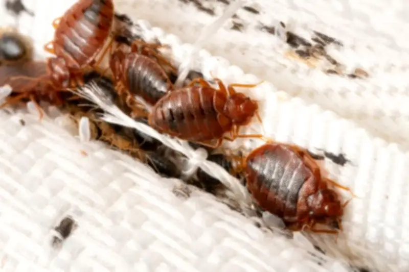 Waspada Kutu Kasur Saat Bepergian, Pakar Ungkap Cara Hindari Serangannya