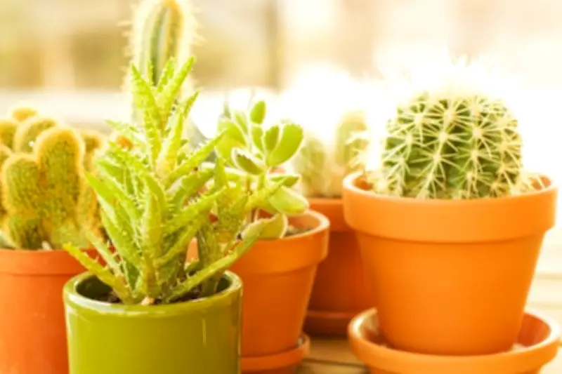 Waspadai Kesalahan Penggunaan Pot Terakota yang Bikin Tanaman Cepat Kering