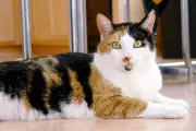Fakta Mengejutkan Kucing Calico: Benarkah Tidak Ada yang Jantan?