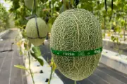 Melon Renyah Manis dan Juicy Ditemukan di Sudut Wonogiri, Petani Ungkap Rahasia