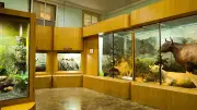 Museum Zoologi Bogor Hadirkan Immerzoa, Ruang Imersif untuk Edukasi Satwa Indonesia