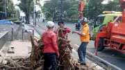 Pemkot Semarang Evakuasi 86 Pohon Tumbang dalam Semalam Usai Hujan Angin