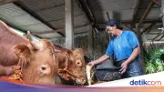 Pemprov DKI Bangun Kandang Sapi Baru di Ciangir, Kapasitas 1.000 Ekor