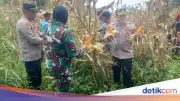Polisi Bogor Panen 10 Ton Jagung di Sukamantri, Targetkan 500 Ton untuk Bulog