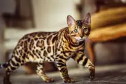 Ras Kucing Paling Populer Tahun 2026: Dari Persia hingga Bengal