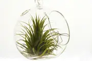 Tips Merawat Air Plant: Hindari Kesalahan Penyiraman Agar Tak Cepat Kering