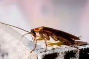Waspada! Kecoa Muncul Siang Hari Bisa Jadi Tanda Sarang di Dapur