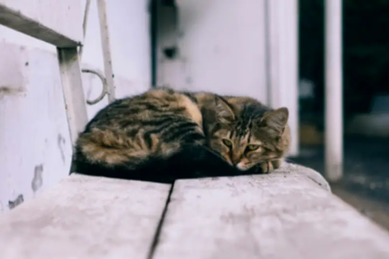 5 Alasan Ilmiah Kenapa Kucing Suka Tidur di Dekat Pemiliknya
