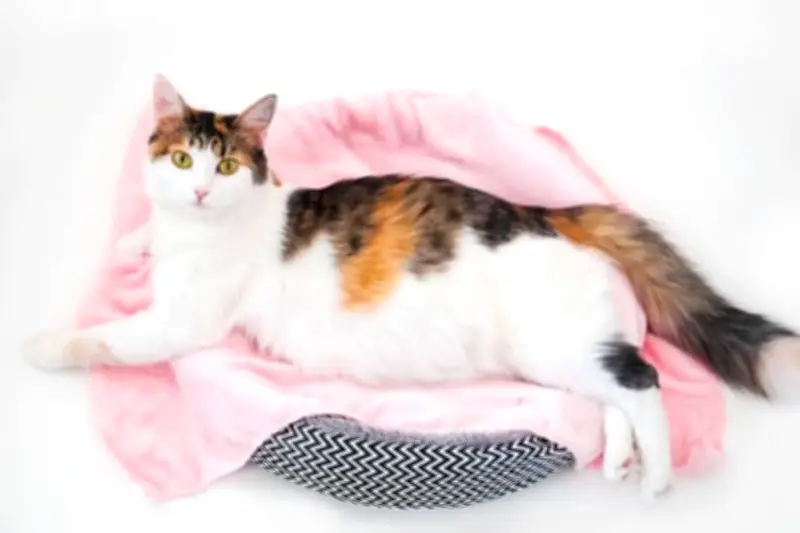 5 Bagian Tubuh Kucing Favorit yang Bikin Manja Saat Dielus