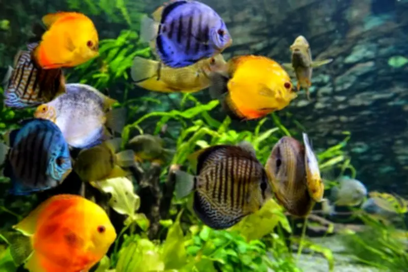 5 Jenis Ikan Hias Aquarium untuk Pemula, Mudah Dirawat
