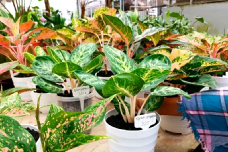 5 Tanaman Hias Berwarna Mencolok untuk Dekorasi Rumah