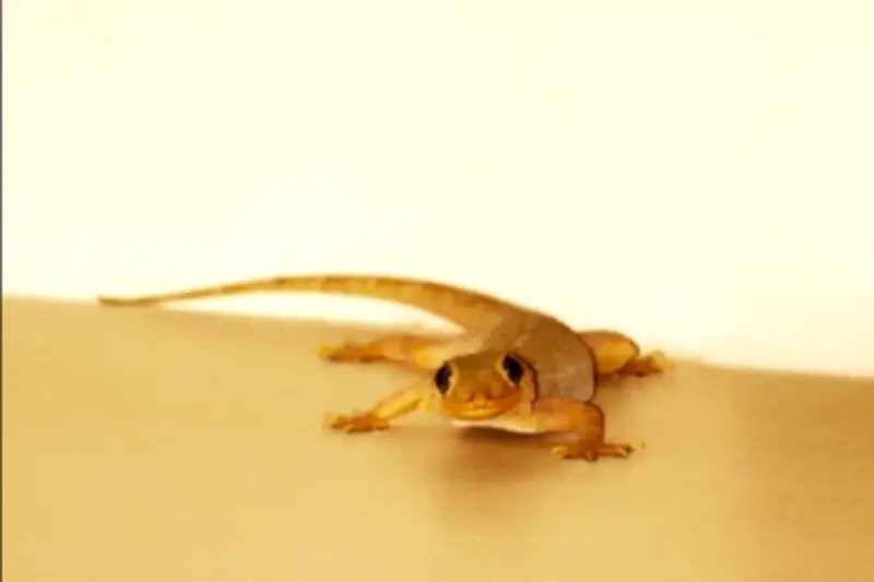 7 Fakta Menarik dan Risiko Kesehatan dari Cicak di Rumah