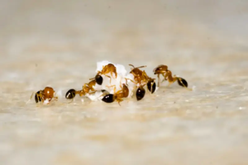 Ampas Kopi untuk Usir Semut di Teras: Efektif atau Hanya Mitos?