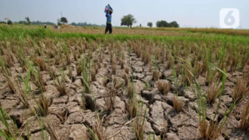Anggota DPR Minta Pemerintah Antisipasi El Nino Godzilla Sejak Dini
