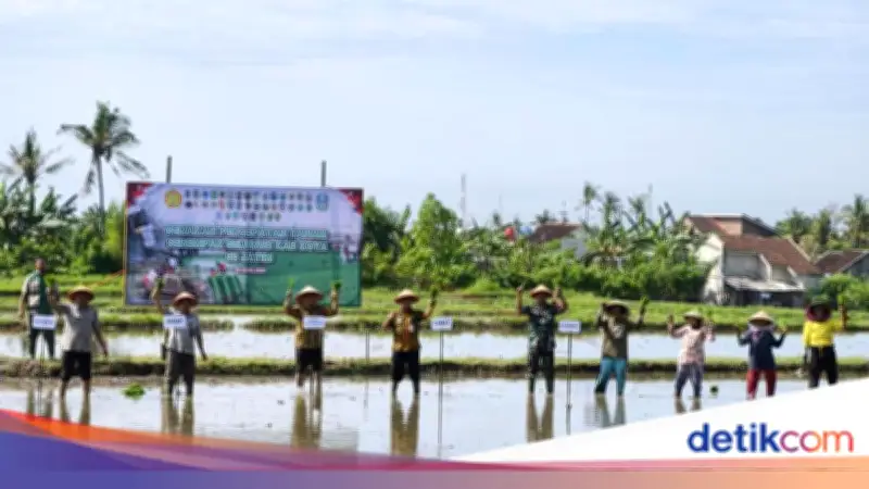 Antisipasi Kemarau Panjang, Banyuwangi Percepat Tanam Padi Serentak