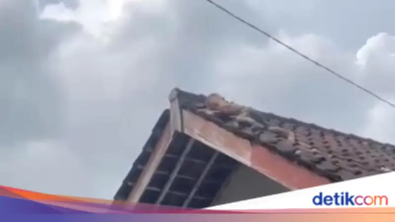 Balita 2 Tahun Viral Merayap di Atas Genteng Rumah di Lombok Tengah
