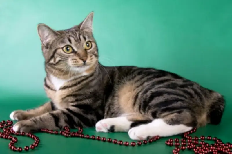 Benarkah Kucing Bisa Cemburu? Ini Penjelasan Ahli Perilaku Hewan