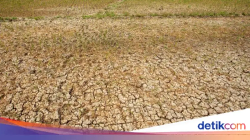 BMKG Prediksi El Nino Lemah hingga Moderat di Semester II 2026, Picu Kekeringan