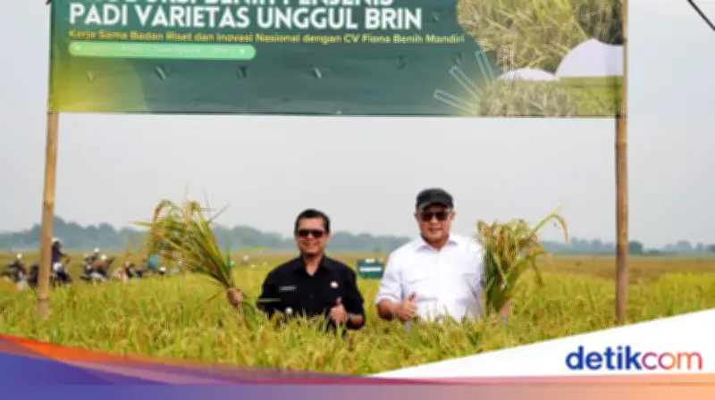 BRIN Panen Perdana Padi Unggul Hasil Mutasi Iradiasi Teknologi Nuklir di Subang
