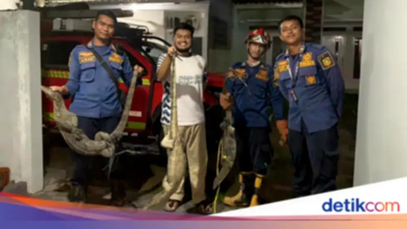 Bruk! 3 Biawak Jatuh dari Plafon Rumah Warga di Bogor, Damkar Evakuasi