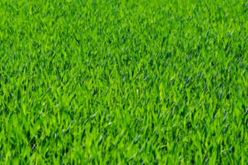 Cara Menanam dan Merawat Rumput Jepang agar Tetap Hijau dan Segar