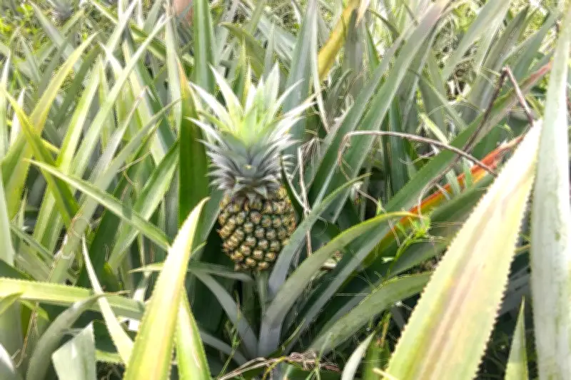 Cara Menanam Nanas dari Tunas, Manfaatkan Limbah Jadi Tanaman Baru