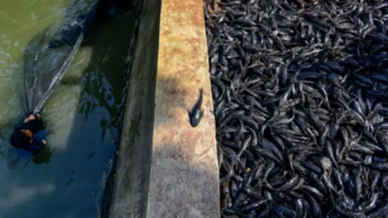 DKI Jakarta Perketat Pengawasan Produsen Makanan Pakai Ikan Sapu-Sapu