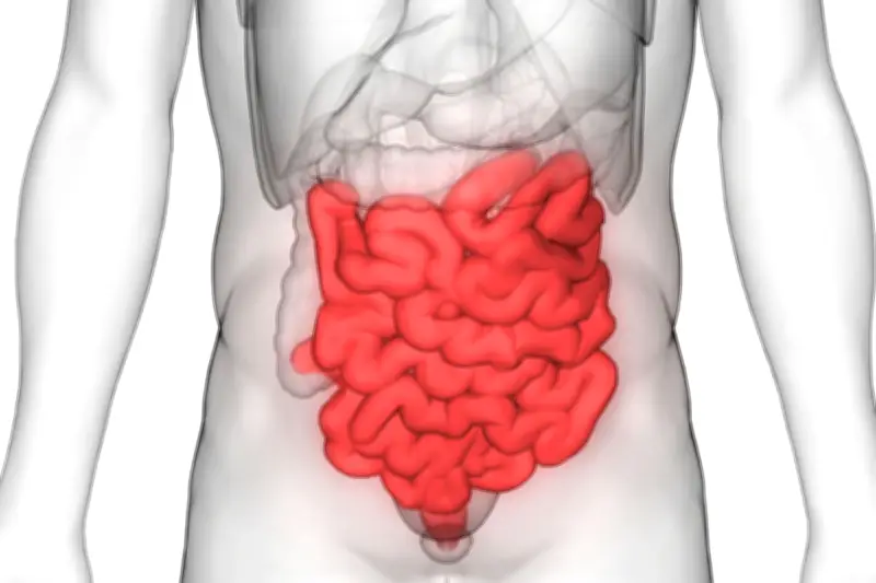 Durasi Feses di Usus Pengaruhi Mikrobioma dan Kesehatan Tubuh